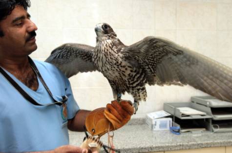 Falcons get a pedicure at Abu Dhabi hospital