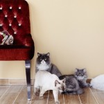 A coffee date with a few furry friends at the UAE’s first cat cafe, Ailuromania